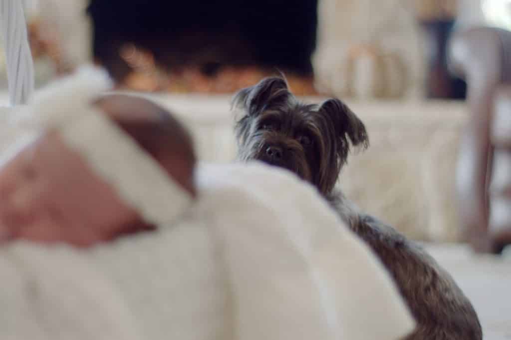 A small dark-colored Yorkshire terrier peering over white bedding, with only its head and ears visible
