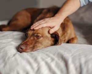 Pet Depression - Image