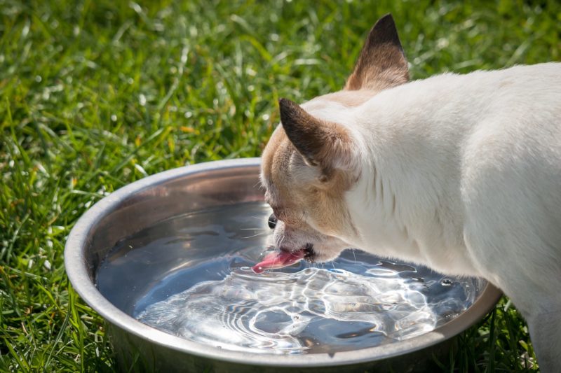 Chihuahua dog drinking water