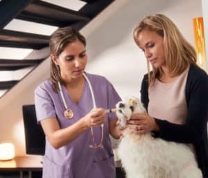 A veterinarian in purple scrubs prepares to give medicine to a white fluffy dog being held by its owner