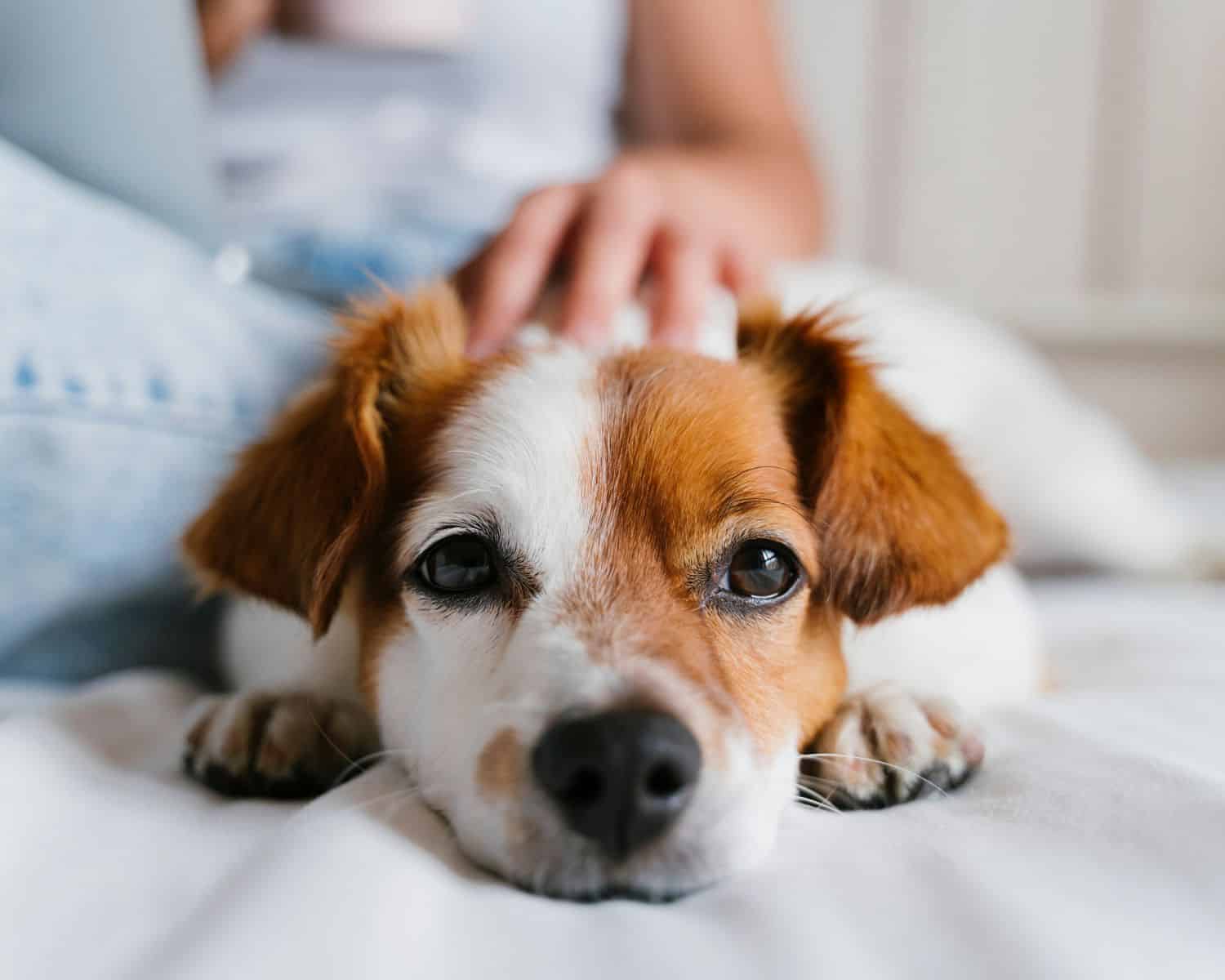 Close up of a cute dog with white and orange face