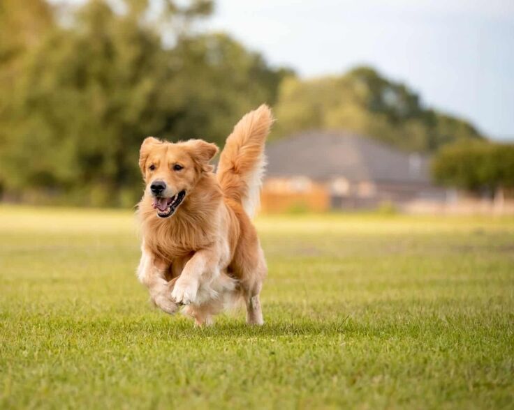 Happy sprinting golden retriever dog