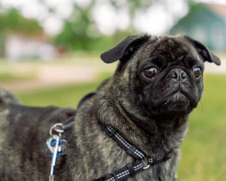 PBC Dog Training Options Blog 1500x1200 min