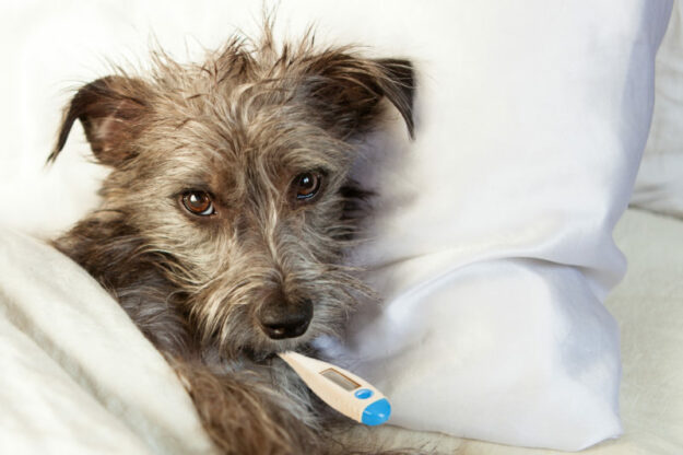 Pet butler pet wellness