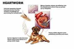 Pet heartworm chart