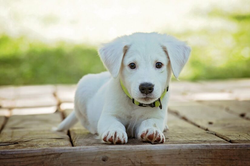 Labrador Retriever puppy laying down posing for the camera.