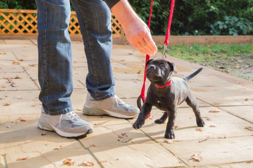 Training a puppy
