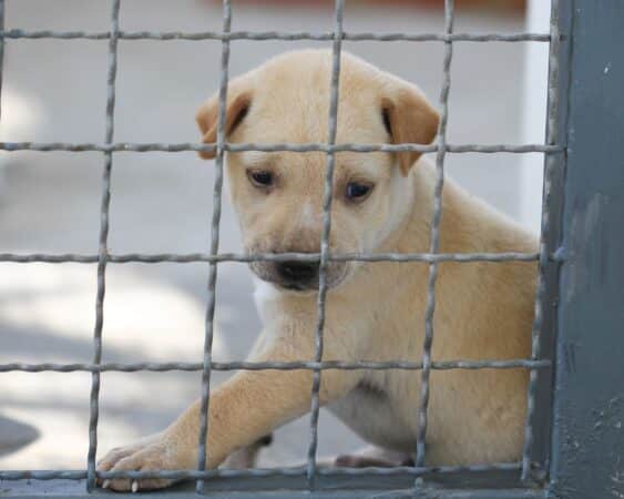 Puppy in cage