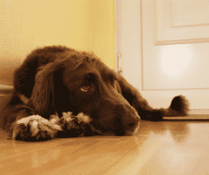 Dog laying on the hardwood floor trying to stay calm