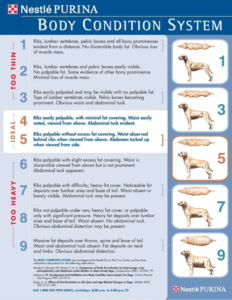 Dog body condition system infographic detailing ideal dog weight and fitness level