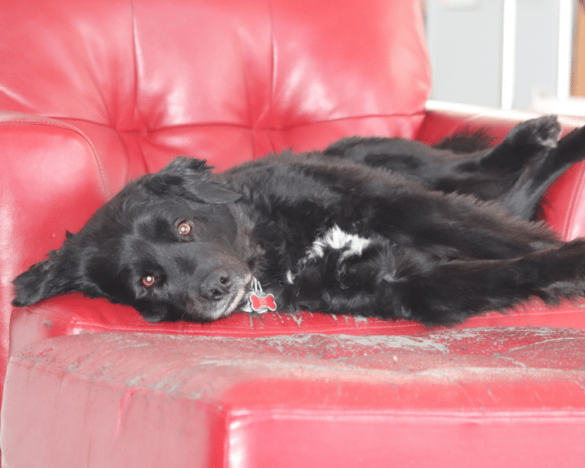Blog Back to School 5 Ways to Relieve Your Dog’s Boredom Banner