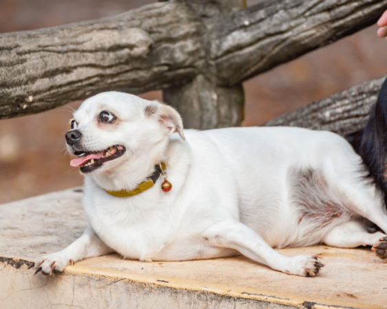 Blog How to Avoid Obesity in Dogs Banner 1000x800 (1)