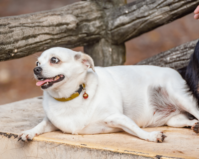 Blog How to Avoid Obesity in Dogs Banner 1000x800 (1)