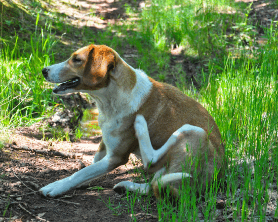 Blog Parasites What You Need to Know for Your Pet’s Health Banner