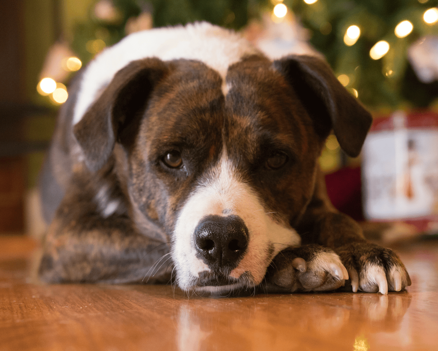 PBC A Stress Free Holiday with Your Pet 1500x1200