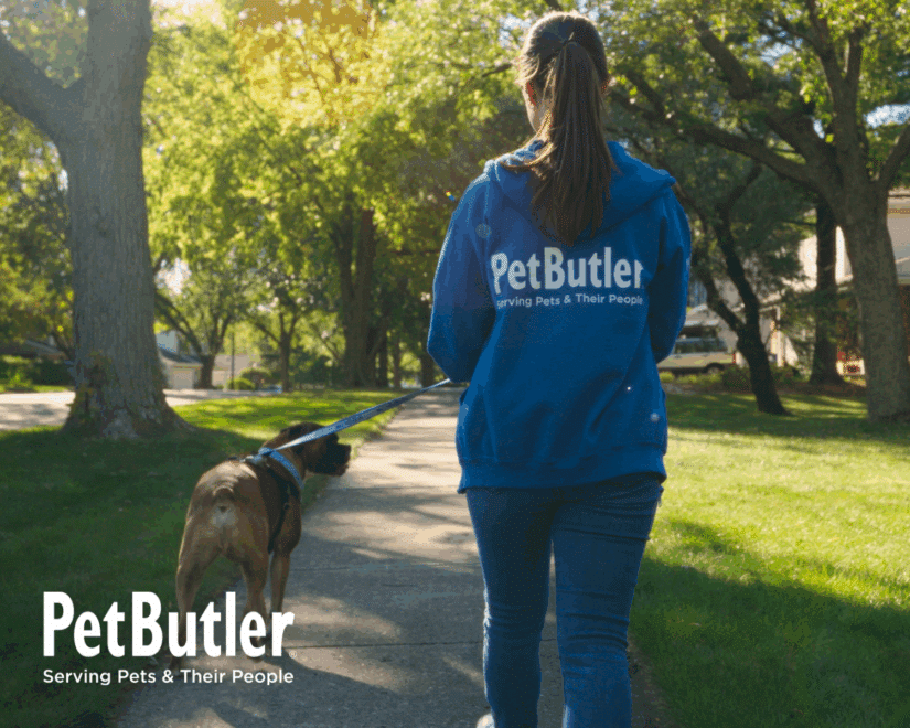 Team member in blue Pet Butler hoodie walking a cute dog with a blue leash