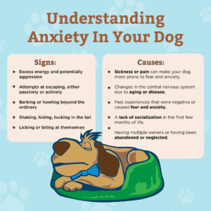 Understanding Pet Anxiety in your Dog with signs and causes lists infographic