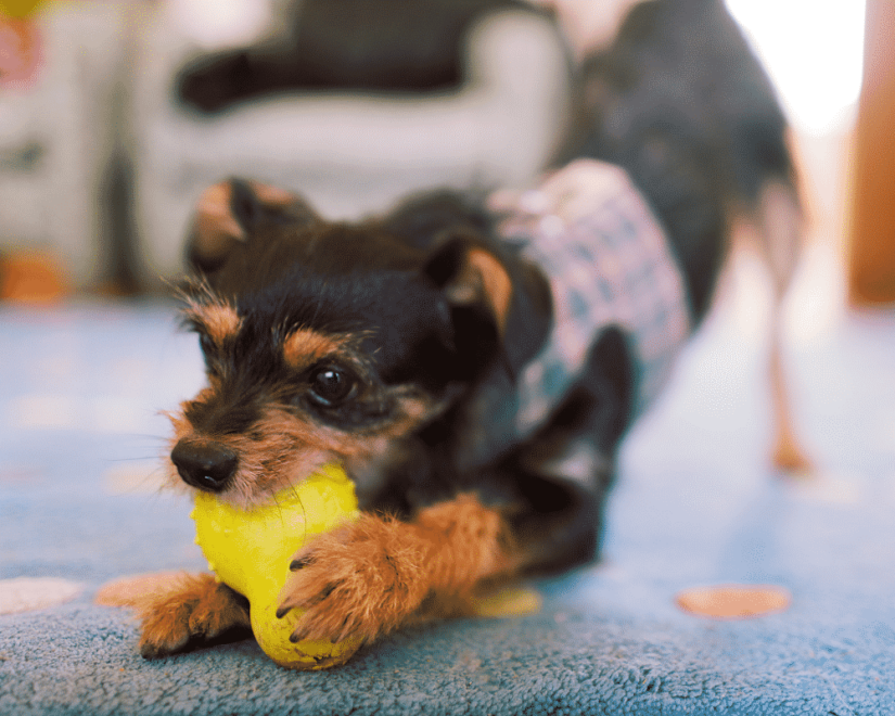 PBC 6 Ways to Entertain Your Dog Indoors 1000x600