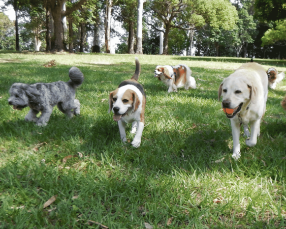 PBC Blog Dog Parks 1000x800