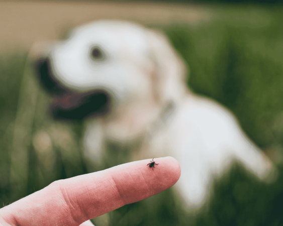 PBC Blog Flea and Tick Prevention for Dogs 1000x800