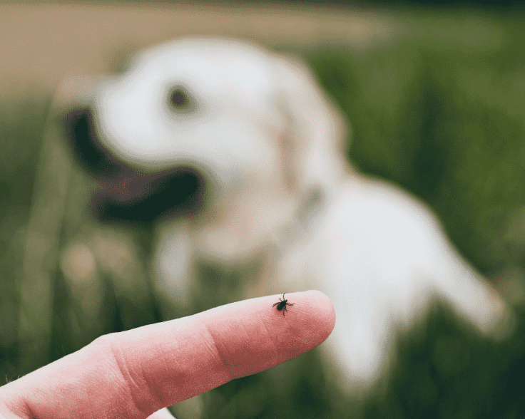 PBC Blog Flea and Tick Prevention for Dogs 1000x800