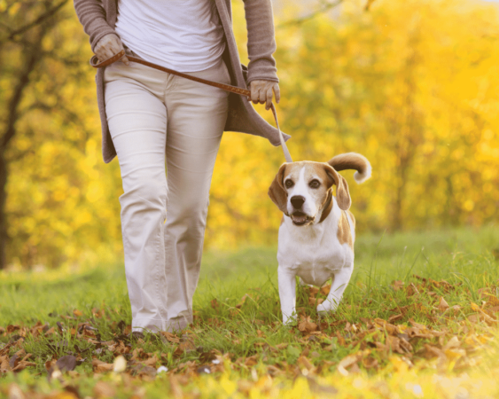 PBC How Much Exercise Does a Dog Need 1000x800