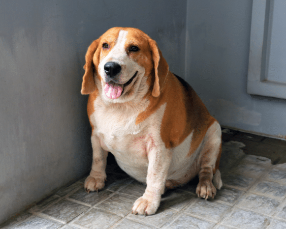 PBC How to Determine if Your Pet is Obese 1000x800