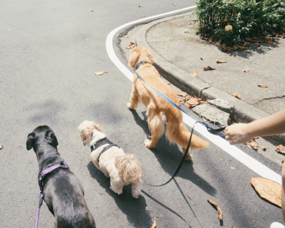 PBC How to Help Your Pet Lose Weight 1000x800
