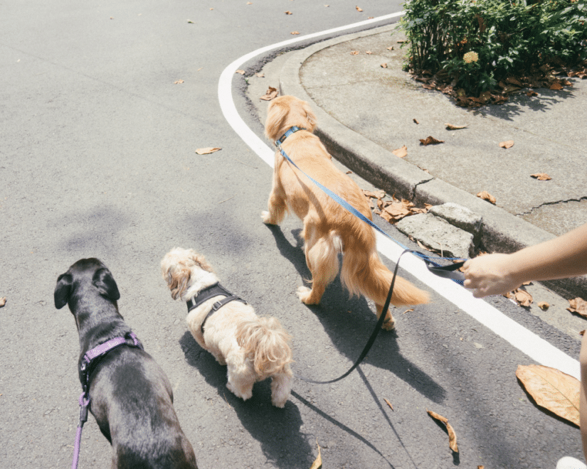 PBC How to Help Your Pet Lose Weight 1000x800