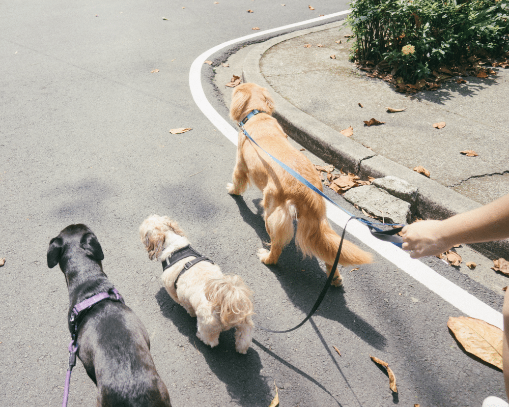PBC How to Help Your Pet Lose Weight 1000x800