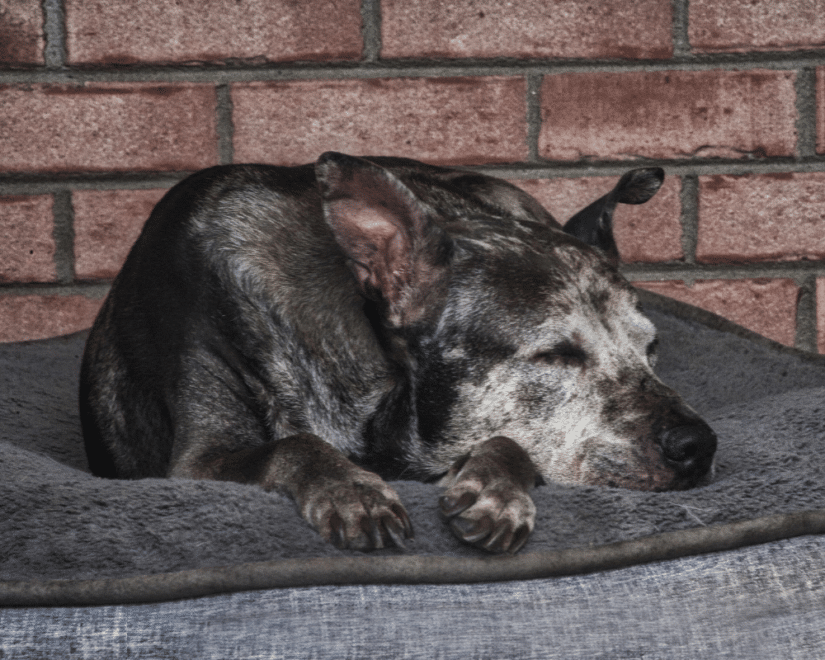 PBC Obesity in Senior Dogs 1000x800