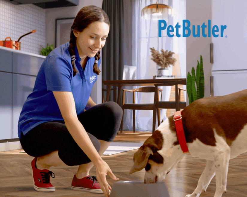 Pet Butler Pet Care Professional feeding a dog as part of in-home pet sitting service.