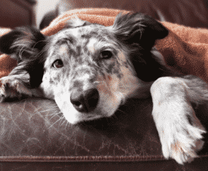 Australian shepherd with a mottled gray and white coat lying on a brown couch under a blanket, looking directly at camera with a tired expression