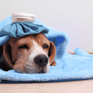 A beagle with an ice pack on its head lying wrapped in a light blue blanket, winking one eye at the camera