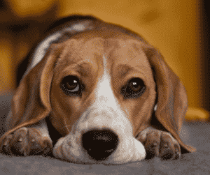 Beagle laying its mouth on the ground and looking with puppy dog eyes