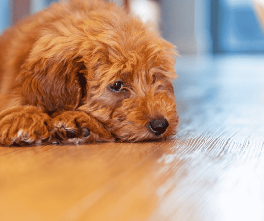 Dog laying on a hardwood floor looking a little lonely