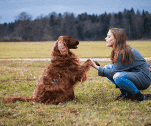Woman playing with a red Irish setter dog