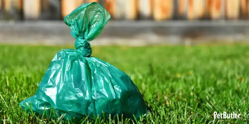 Green bag containing dog waste placed on the grass.