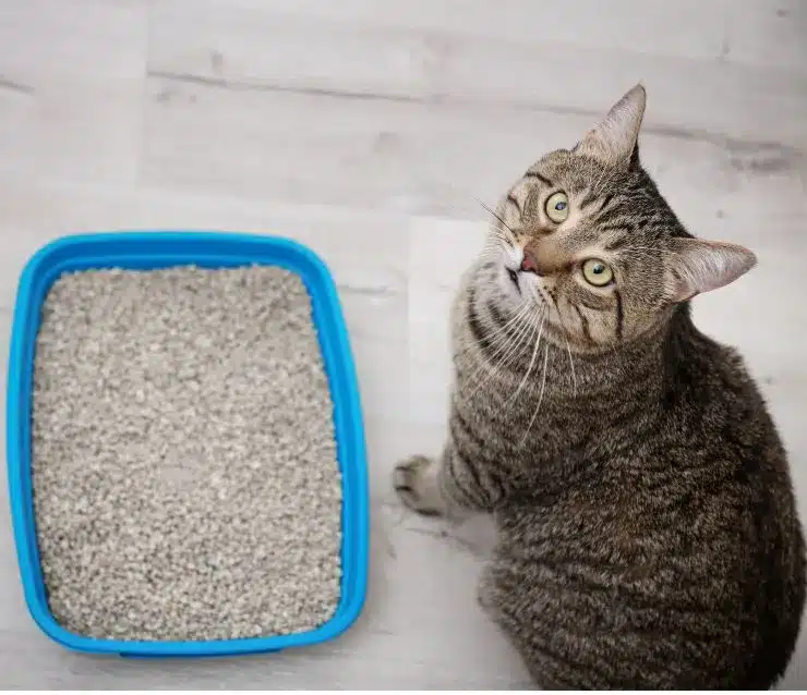 Grey striped cat looking up while sitting next to a blue litter box on a white marble floor.
